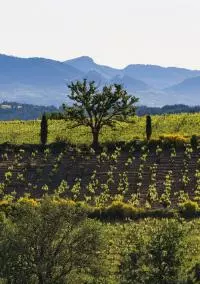Vignoble Rasteau