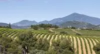 Vignobles des Beaumes-de-Venise