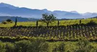 Vignoble Rasteau