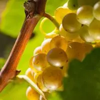 Grappe de raisin blanc sur la vigne