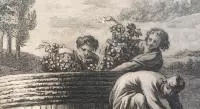 Histoire des vignobles