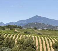 Vignobles des Beaumes-de-Venise