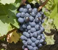 Carignan