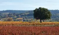 Saint Pantaléon les Vignes