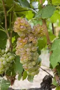 Roussanne