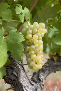 Viognier