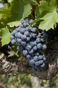 Grenache Noir