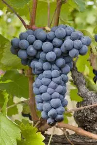 Mourvèdre