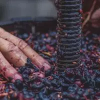 Main de vigneron dans une presse à raisin